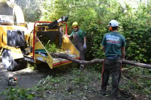 tree services Hayfork